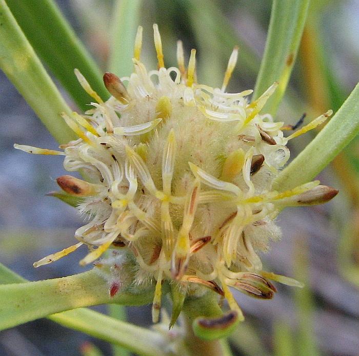 [Isopogon+polycephalus++002AA++Clustered+Coneflower.JPG]