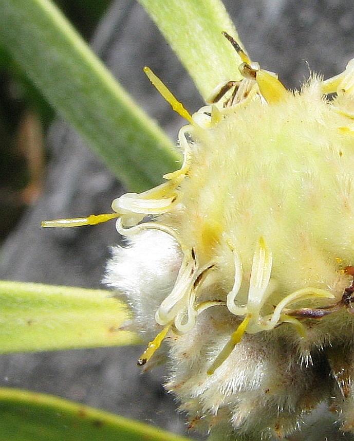 [Isopogon+polycephalus++004AA++Clustered+Coneflower.JPG]