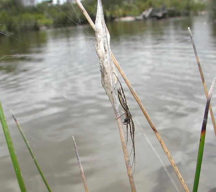 [Long-jawed+Spider++004AA++Tetragnatha+sp..JPG]