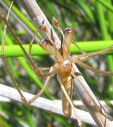 [Long-jawed+Spider++008AA++Tetragnatha+sp..JPG]