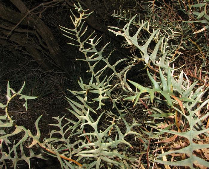 banksia honeypot tangled subsp