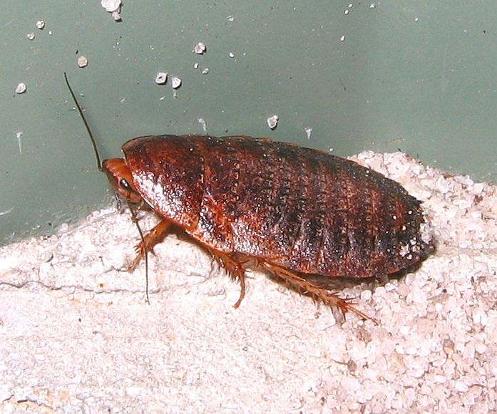 Esperance Fauna Calolampra fraserensis Trilobite Cockroach