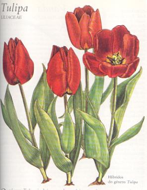 [tulipa.jpg]