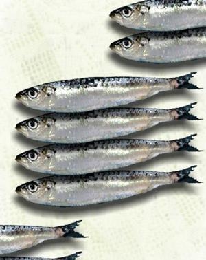 [Sardina.jpg]