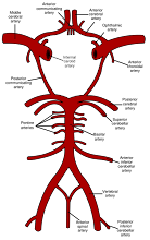 The Circle of Willis (The Arterial Circl of the Brain