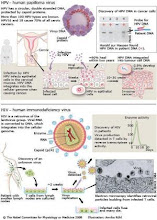 Human Immundo Deficiency Virus and Papiloma Virus
