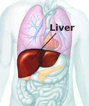 The Liver as the Kitchen of our body