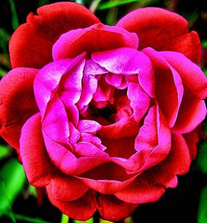 Damask rose