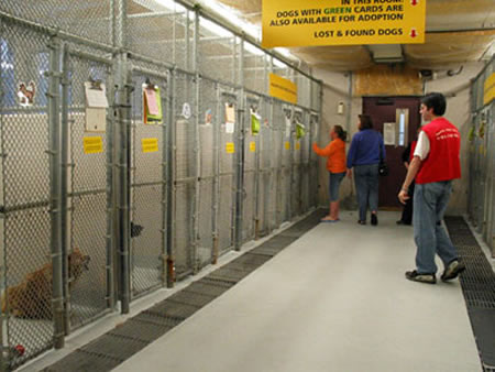 Dog Adoption Shelters Seattle Dog Adoption Shelters Seattle