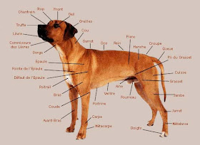 Morphologie du chien