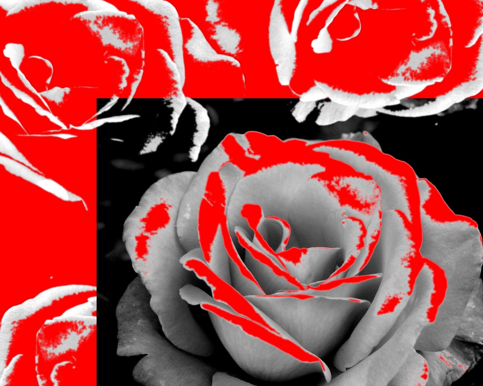 [ROSAS+FUNDO+RED.jpg]