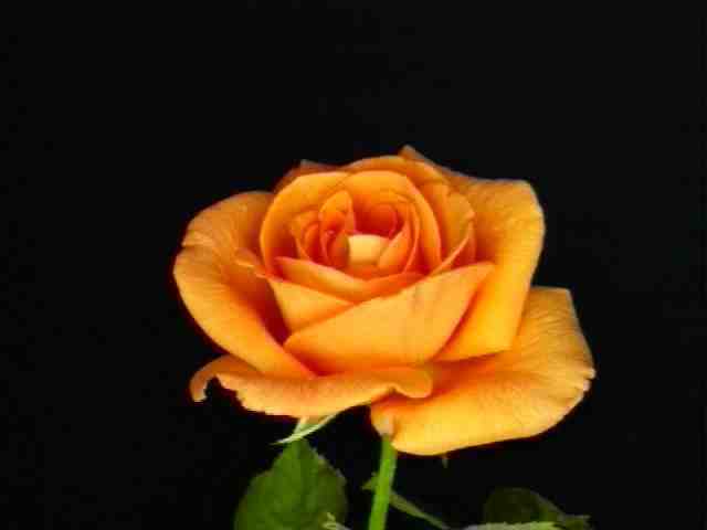 [envio-rosas-18.jpg]