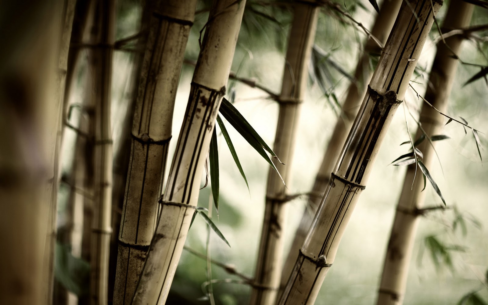 http://3.bp.blogspot.com/_KPaym_QzA1Y/TVJib3vJ2EI/AAAAAAAAADM/X99haAq7CNg/s1600/Japan-Bamboo.jpg