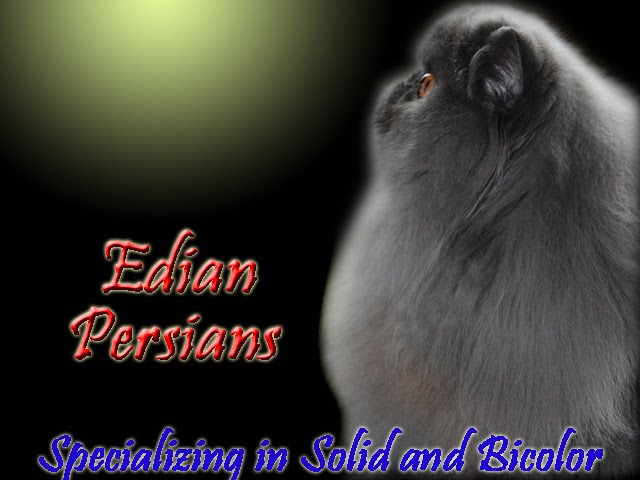 Edian Persians