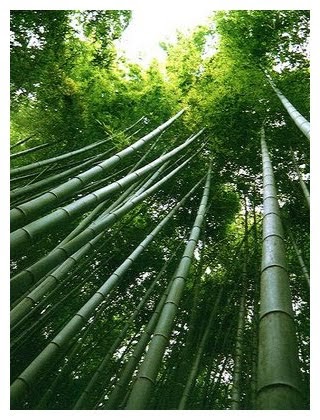 Nadia Lucía: La metáfora del Bambú chino
