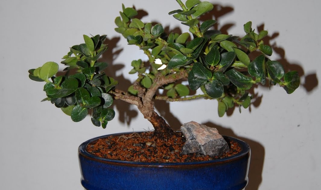 Japanese Hobbies Natal Plum An Intro to Bonsai Tree