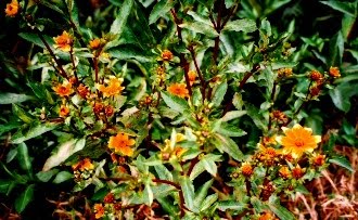 conejera planta este blog vive por los humedales fichas de 5 clases de conejera planta este blog vive por los humedales fichas de 5 clases de