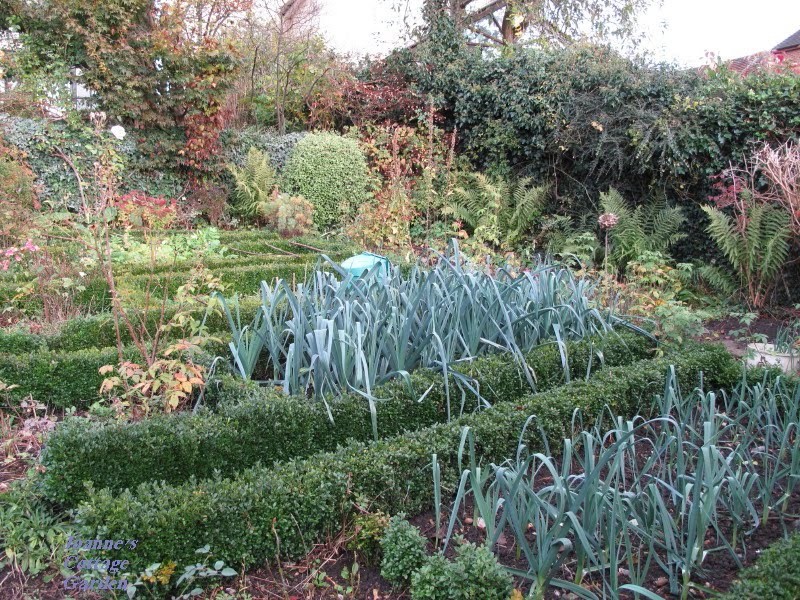 Joanne's Cottage Garden: NOVEMBER IN THE GARDEN