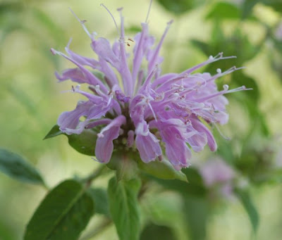 Horsemint, Monarda fistulosa