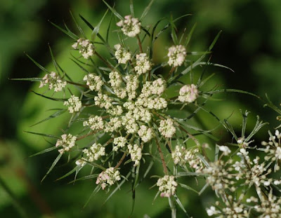 Queen Anne's Lace axillary umbel showing bracts