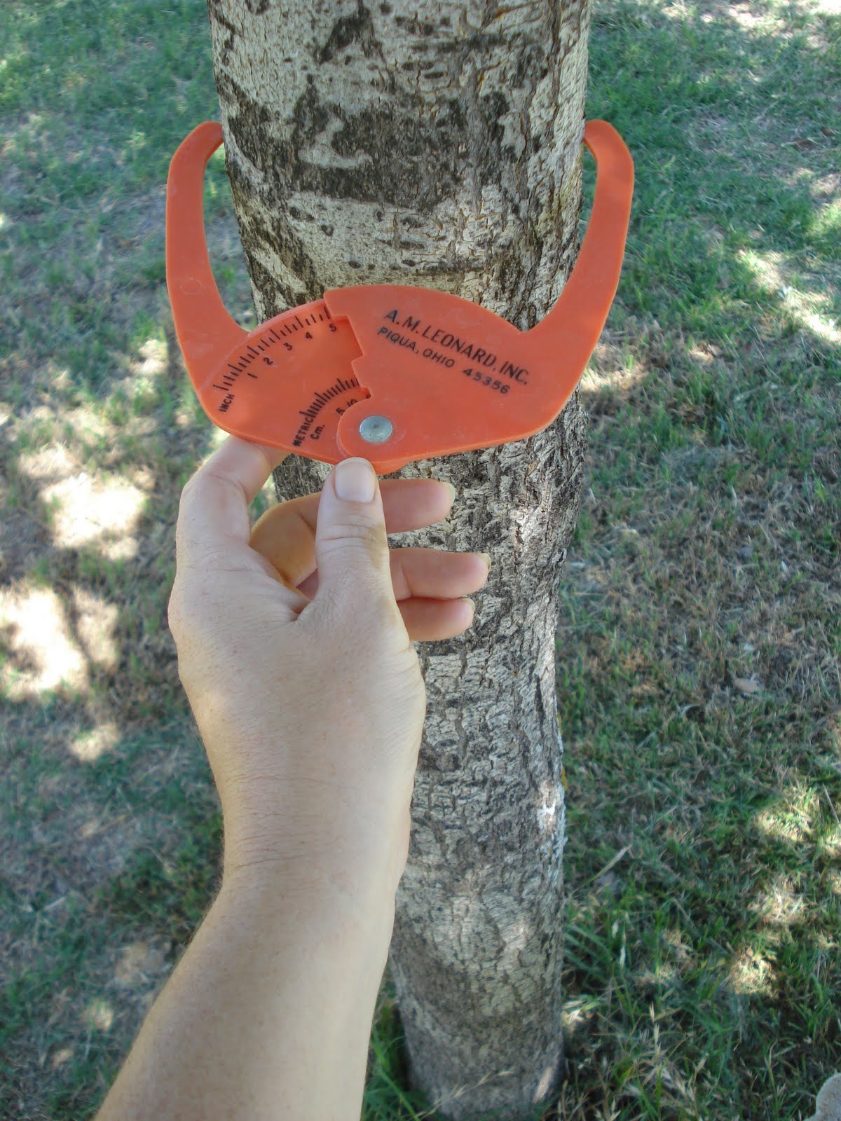 My Lubbock Garden Shade Trees Shumard Red Oak