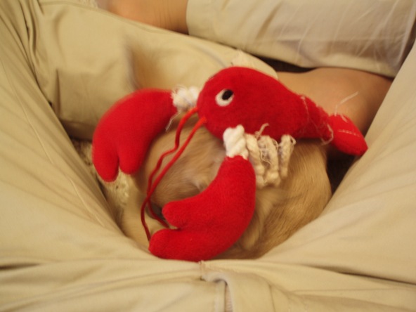 [resistance+of+lobster.JPG]
