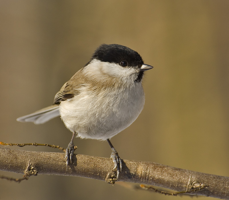 [chickadee.jpg]
