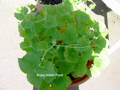 dudhi plant