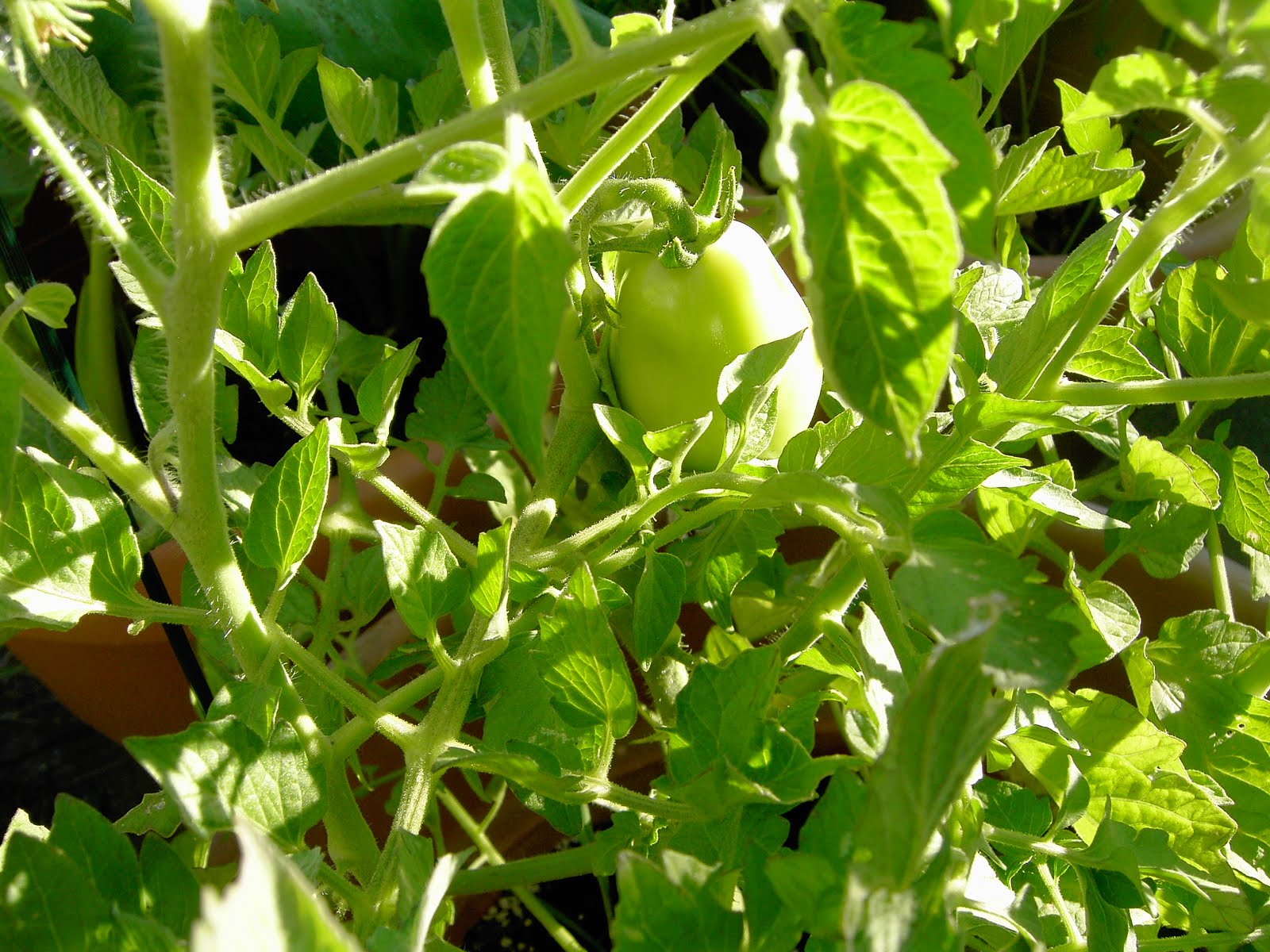 Roma Tomato