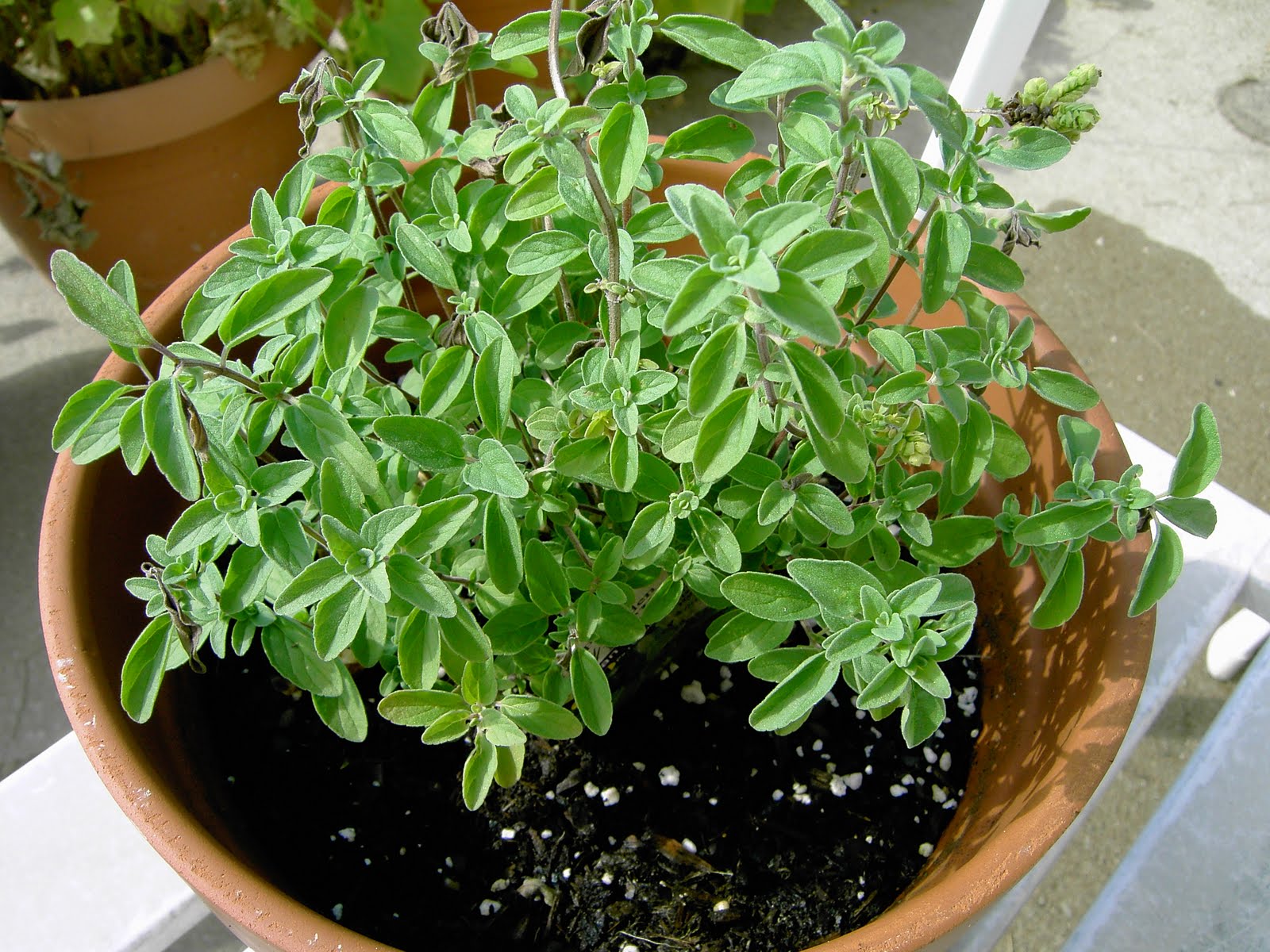 Enjoy Indian Food Oregano Plant