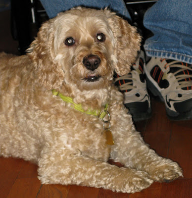 Monster Designs Curly Haired Dogs