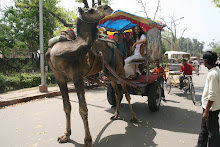 camel cart ride at Agra