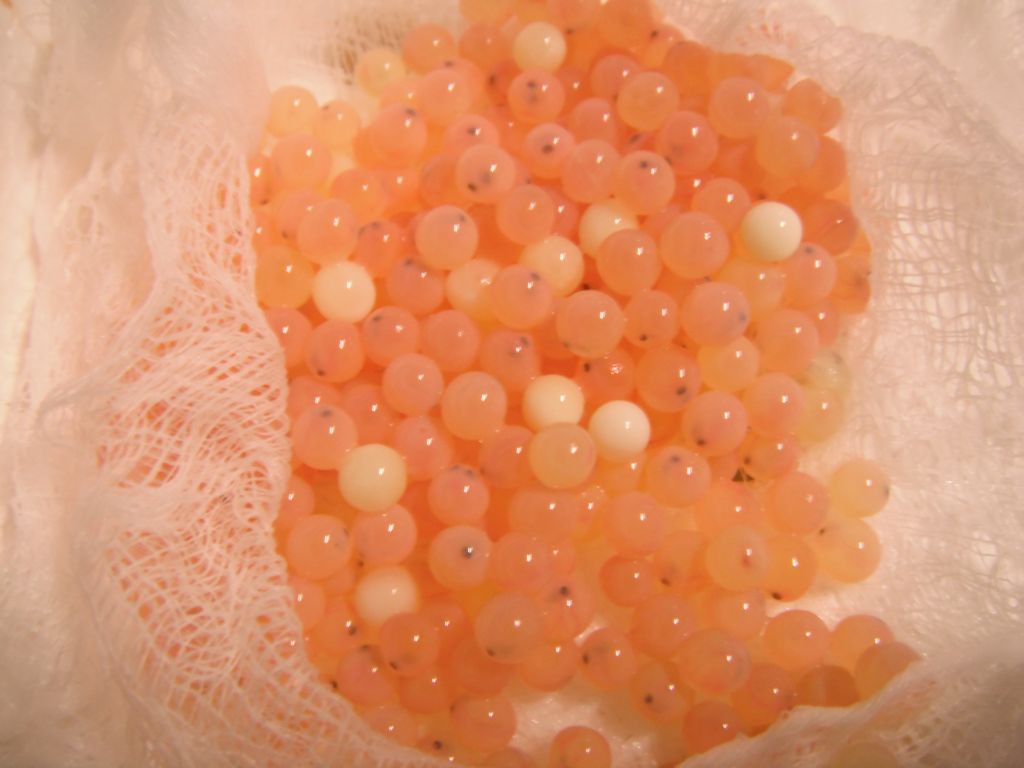 The Rivers & Trails Journal Tis the Season for Trout