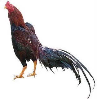 Ayam Bangkok Pertama Kali Dikenal Cina Pada Jenis Ini Ayam Bangkok Pertama Kali Dikenal Cina Pada Jenis Ini