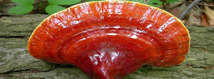 Ganoderma lucidum -studi attività antitumorale Ganoderma_lucidum(reishi)692