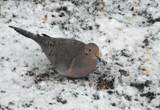 Morning Dove