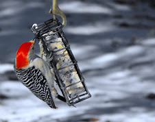 Red Bellied Woodpecker