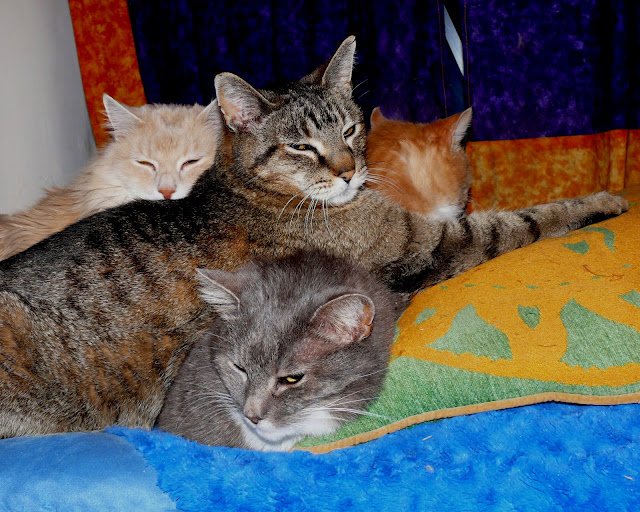 Cat On My Head Cat Pile!