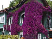 ENREDADERAS O TREPADORAS PARA CUBRIR PARED EN JARDIN : TERRAZAS Y