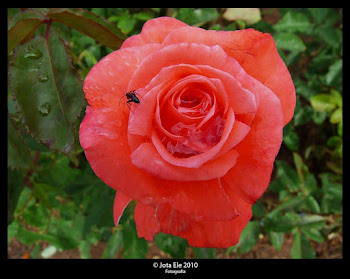 Una rosa y una hormiguita