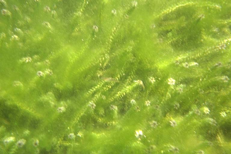 Algae Kristal