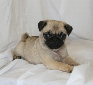 Info Info Yang Seruu Untuk Anda Semua Anjing Pug