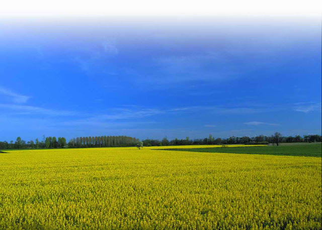 20070720_campo-cielo.jpg (1394×998)