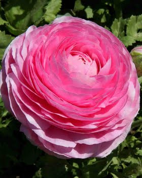 ranunculus pink flowers buttercup flower double bulbs similar peony persian rose rosa pretty garden roze renoncules ranonkels renoncule dubbel bouquets