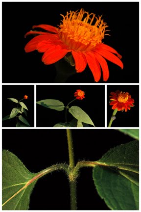 plantae mexicanae tenorianae: Varias flores pequeñas en una flor  grande..100 collages...