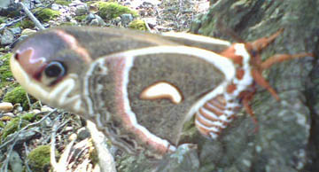 [ButterflyTree.jpg]