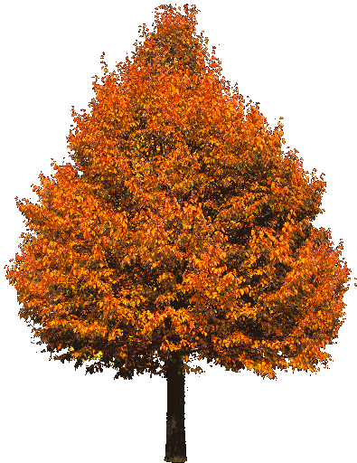 Coisinhas Etc... e Tal: Arvores Png