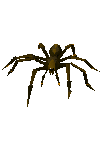 [spider2.gif]