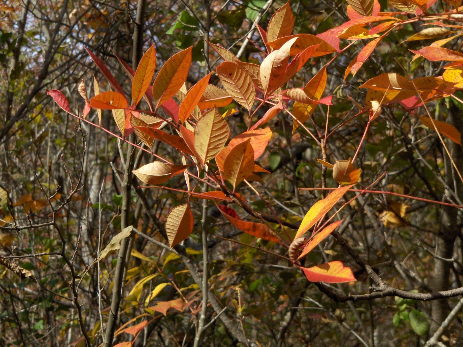 Rock Piles Poison Sumac