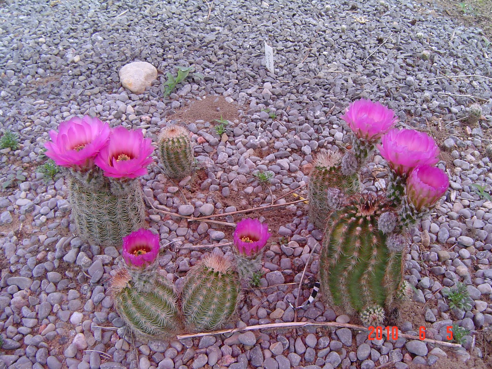 Anna's Perennials Winter hardy cactus
